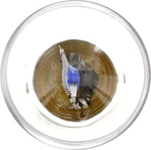 Load image into Gallery viewer, P21WLLB2 Philips LongerLife Miniature P21WLL - LongerLife - Twin Blister Pack Philips Bulbs